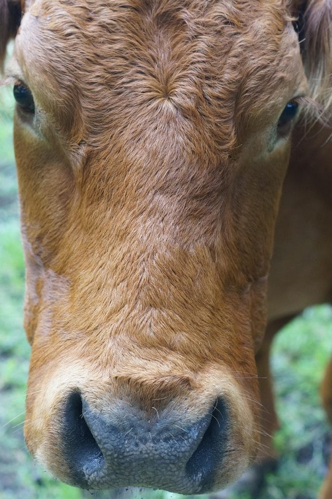 cow, face, close up, agriculture, milk, bovine, farm yard, fur, head, germany, dear, creature, flesh, nature, highlands, farm animal, alm, grass, beef, portrait, sauerland