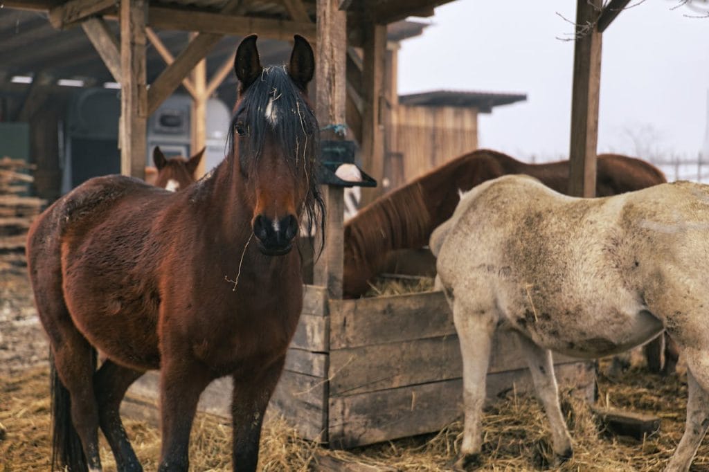 Horses in a rustic stable setting in Garešnica, Croatia.