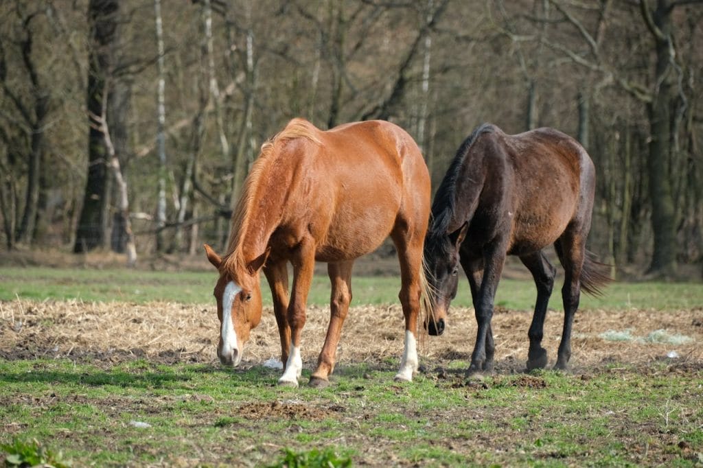 Two horses, one chestnut and one brown, grazing peacefully in a tranquil forest meadow.